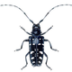 Image for article titled 10 of the World's Worst Invasive Species